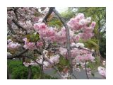 цветение сакуры в Токио
