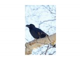 Большеклювая ворона
Фотограф: VictorV
Large-billed Crow

Просмотров: 1175
Комментариев: 0