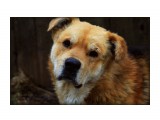 Название: Портрет Пашки.Охотское
Фотоальбом: Чудный животный мир
Категория: Животные

Время съемки/редактирования: 2012:05:19 01:04:12
Фотокамера: Canon - Canon EOS 50D
Диафрагма: f/5.6
Выдержка: 1/320
Фокусное расстояние: 85/1



Просмотров: 761
Комментариев: 0