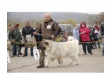 Название: Кавказцы (10)
Фотоальбом: Выставка собак 22-23 мая 2010г.
Категория: Животные

Время съемки/редактирования: 2010:05:31 00:38:34
Фотокамера: Canon - Canon EOS 50D
Диафрагма: f/5.6
Выдержка: 1/1000
Фокусное расстояние: 70/1
Светочуствительность: 400


Просмотров: 1155
Комментариев: 2