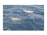Название: Два товарища
Фотоальбом: По кадру с Дальнего Востока
Категория: Море
Фотограф: Dvesoroki

Время съемки/редактирования: 2017:04:21 16:15:37
Фотокамера: NIKON CORPORATION - NIKON D3300
Диафрагма: f/8.0
Выдержка: 10/2500
Фокусное расстояние: 480/10



Просмотров: 3489
Комментариев: 0
