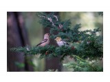кормление
Фотограф: Ирина Цыганкова
Мамочка с птенцом. Дубоносы.

Просмотров: 561
Комментариев: 0