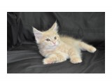 Название: Харлей
Фотоальбом: Мейн-кунчики от 17 февраля 2012 года - на фото котятам 2 месяца и 1 неделя - Помет от 17 февраля
Категория: Животные
Фотограф: Arishka

Время съемки/редактирования: 2012:04:24 23:34:31
Фотокамера: NIKON CORPORATION - NIKON D90
Диафрагма: f/5.6
Выдержка: 10/600
Фокусное расстояние: 420/10



Просмотров: 1007
Комментариев: 0