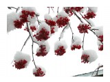 Рябина под снегом
Фотограф: vikirin

Просмотров: 7250
Комментариев: 0