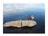 Белохвостый орлан
Орлан на побережье г. Невельск.

Просмотров: 3905
Комментариев: 0