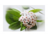 Название: ***
Фотоальбом: Разное
Категория: Цветы

Время съемки/редактирования: 2012:08:20 16:31:10
Фотокамера: Canon - Canon EOS 50D
Выдержка: 1/60



Просмотров: 634
Комментариев: 0