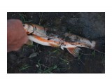 Случайная рыбалка, закинули - каак давай клевать.
Фотограф: vikirin

Просмотров: 1674
Комментариев: 0