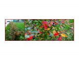 MyCollages==

Просмотров: 442
Комментариев: 0