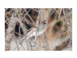 Рыжеухий бюльбюль
Фотограф: VictorV

Просмотров: 424
Комментариев: 0